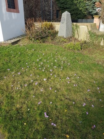 Krokuswiese