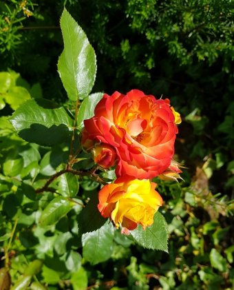 Rose im Kirchgarten